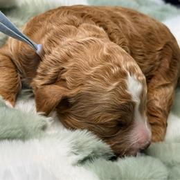 Asher - Red  male Goldendoodle puppy in Knoxville, Tennessee from Graystone Doodles
