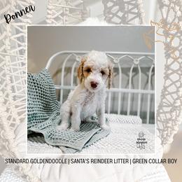 Donner - Cream male Goldendoodle puppy in Montgomery, Texas from Dacus Doodles