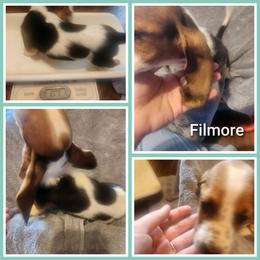 Fillmore - Black white and tan male Basset Hound puppy in Mill Springs, North Carolina from Mountain View Basset Hounds