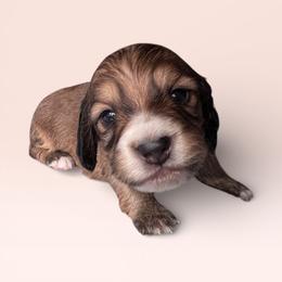 Onyx - Red male Dachshund puppy in Philomath, Oregon from Bailey’s Dachshunds