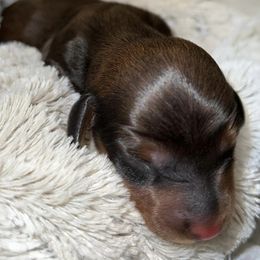 Dachshunds, French Bulldogs, and German Shorthaired Pointers from 3P Kennels