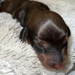 Dachshunds, French Bulldogs, and German Shorthaired Pointers from 3P Kennels