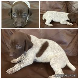 Girl 1 - Liver roan female German Shorthaired Pointer puppy in Cleveland, Georgia from C&M Kennel