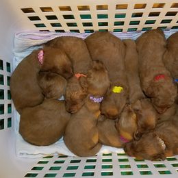 Goldendoodle Puppies from East Coast Goldendoodles