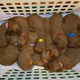 Goldendoodle Puppies from East Coast Goldendoodles
