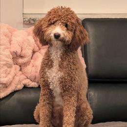 Mags - Goldendoodle