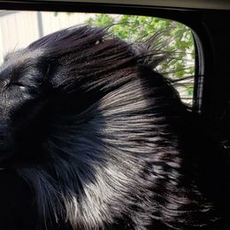 Afghan Hounds from Maringal Sams n Ghans