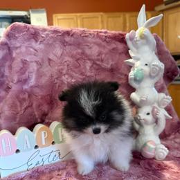 River - Black and tan parti male Pomeranian puppy in Success, Missouri from Sweet Success