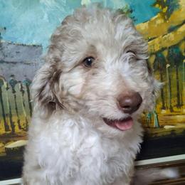Eloise - Brown merle female Aussiedoodle puppy in Grand Saline, Texas from Aussies Acre