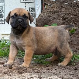 Blue Collar - Reddish brown male Boerboel puppy in Manitowoc, Wisconsin from Mae Boerboel