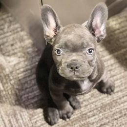 French Bulldogs from Pro Porter Frenchies