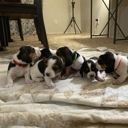 Basset Hound Puppies from Farm Town Hounds