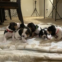 Basset Hound Puppies from Farm Town Hounds