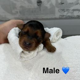 Koda - Black and tan male Yorkshire Terrier puppy in Lynwood, Illinois from SaintNicksWay
