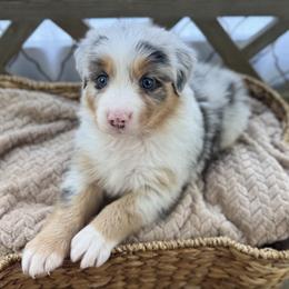 Girl 4: Dahlia - Blue merle female Australian Shepherd puppy in Volant, Pennsylvania from Addie's Aussies
