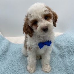 Milo - Parti male Goldendoodle puppy in Kansas City, Kansas from Bella & Ivy’s Mini Goldendoodles of KC