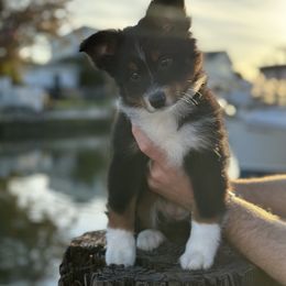 Miniature Australian Shepherd Puppies from All That Auss Mini Aussies