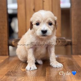Clyde - Cream male Goldendoodle puppy in Lancaster, Minnesota from North Star Dog Training