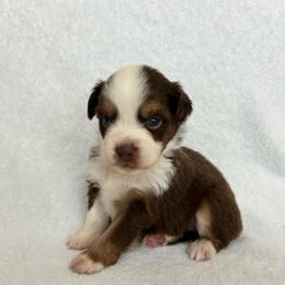 Reba - Red tri-color female Australian Shepherd puppy in Beach City, Texas from Salt N Sass Aussies