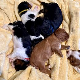Cavalier King Charles Spaniel Puppies from The Cavi Pack