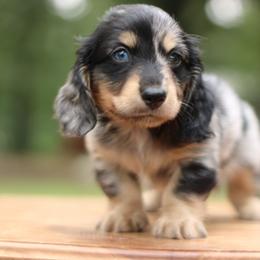 Dachshund Puppies from Prima Dachshunds