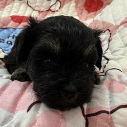 Girl-White Collar - Black and silver female Miniature Schnauzer puppy in Stevenson, Alabama from Rivers Edge Schnauzers by Joyce Clark