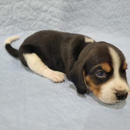 Curly - Black tan and white male Beagle puppy in Palmyra, Nebraska from Nebraska K9's