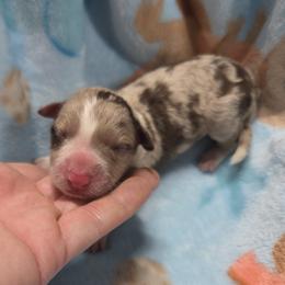 Athena - Red merle female Border Collie puppy in Gary, Indiana from Lake Ridge Border Collies