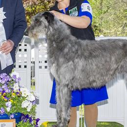Chinese Cresteds and Scottish Deerhounds from ConeraIsles Kennel