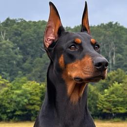 Doberman Pinscher puppies from Storm Cloud Doberman