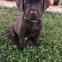 Dilute Retriever and Labrador Retriever Puppies from CKB Labradors
