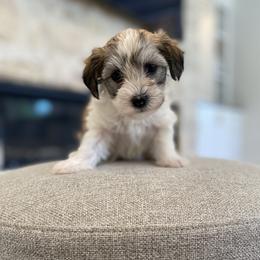 Havanese and Havapoo Puppies from Ladypawspuppies