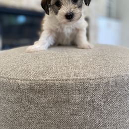 Havanese and Havapoo Puppies from Ladypawspuppies
