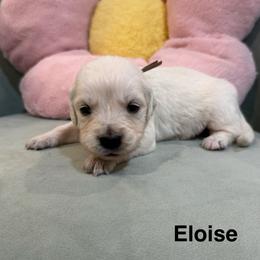 Eloise - Light golden female Golden Retriever puppy in Conroe, Texas from Tails of Cypress