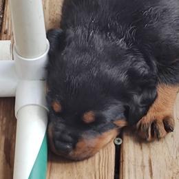 Blue - Black and mahogany male Rottweiler puppy in Fredonia, New York from AFRICAN TREASURES