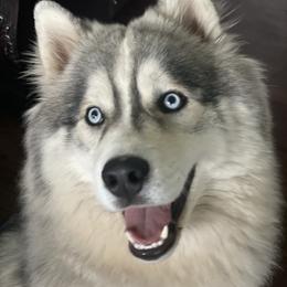 Koda - Siberian Husky