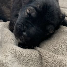 German Shepherd Puppies from Park Hill German Shepherds