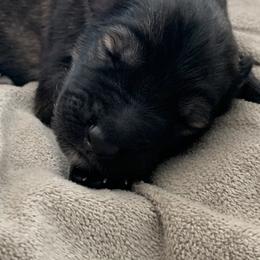 German Shepherd Puppies from Park Hill German Shepherds