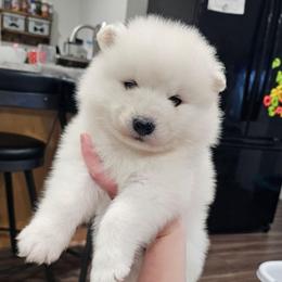 Willow - White and biscuit female Samoyed puppy in West Jordan, Utah from Rocky Mountain Samoyeds