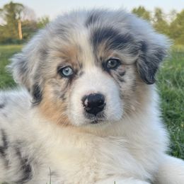 Beyoncé - Blue merle Australian Shepherd puppy in Kansas City, Missouri from Aussie Hill Farm