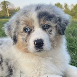 Beyoncé - Blue merle Australian Shepherd puppy in Kansas City, Missouri from Aussie Hill Farm