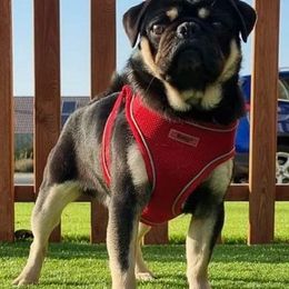 Pugs from Winnie’s Pugs