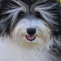 Valentino - Havanese