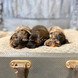 Dachshund puppies from Pasek Kennels