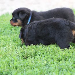 Rottweiler Puppies from Cross Creek Rottweilers