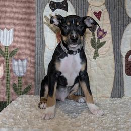 Cloudy - Black tan and white male Rat Terrier puppy in Caldwell, Ohio from Forest Grove Rat Terriers