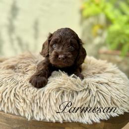 Parmesan - Chocolate female Australian Labradoodle puppy in Morgan Hill, California from Loving Labradoodles