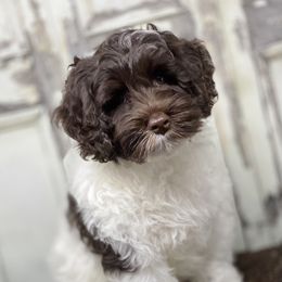 Australian Labradoodle Puppies from Fancy Pants Labradoodles