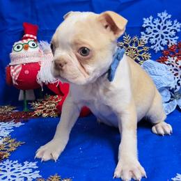 Red Cream Boy - Seal and white male Boston Terrier puppy in Corsicana, Texas from JT Bostons