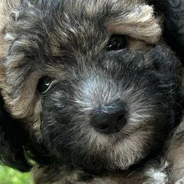 Cockapoos from Tammy's Cockapoos